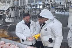 رصد و پایش شاخص های بهداشتی دامپزشکی در تولید و استحصال گوشت مرغ در کشتارگاه های طیور شهرستان مشهد 